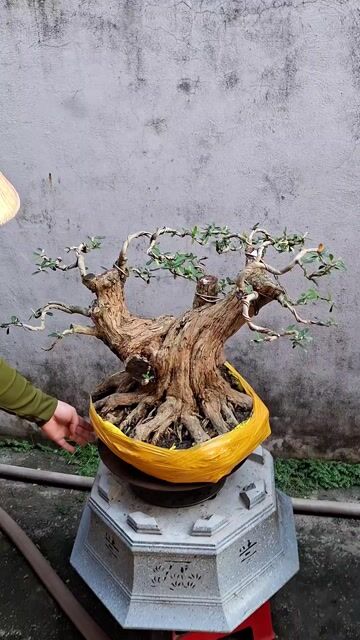 Cây cảnh Linh sam 60h siêu bông. Mua bán Cây cảnh, đồ trang trí tại Huyện Cai Lậy Tiền Giang được đăng bởi Duy Nhật hình 1