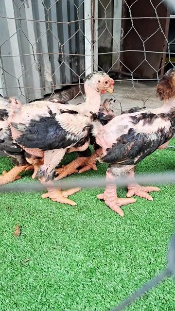 Gà chân to .8lg -1kg đã tiêm đầy đủ ❤️❤️❤️. Mua bán Gà tại Thành phố Thủ Đức Tp Hồ Chí Minh được đăng bởi chuyên cung cấp gà đông tảo thuần chủng  hình 1