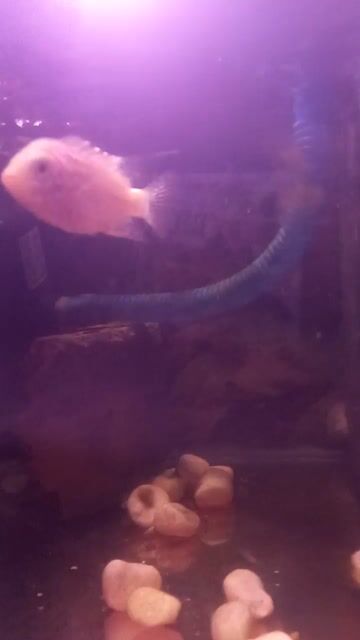 Cá La Hán Hồng nhạt Khỏe mạnh. Mua bán Thú cưng khác tại Huyện Bình Chánh Tp Hồ Chí Minh được đăng bởi Pé Vỹ hình 1