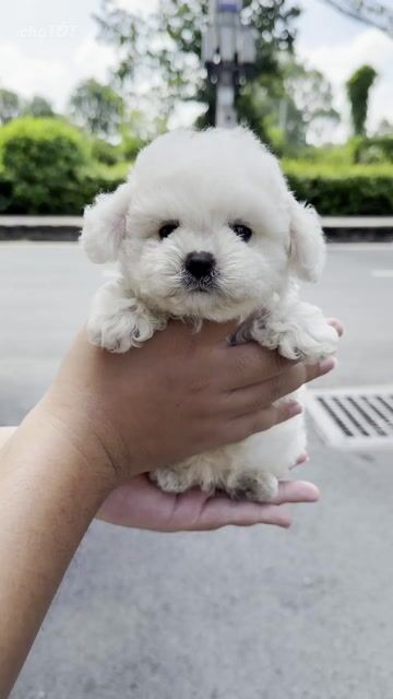 Chó Bichon mini Trắng Nhỏ Đã tiêm phòng. Mua bán Chó tại Quận Tân Bình Tp Hồ Chí Minh được đăng bởi Minh vương hình 1
