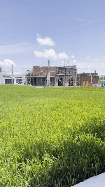 Mua bán Đất Huyện Tân Trụ Long An diện tích 192.8 m² giá 399 triệu