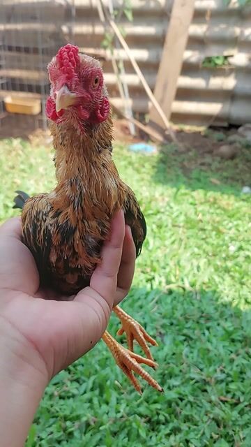 Gà tre Bắc chuẩn cộc lông sát. Mua bán Gà tại Huyện Trảng Bom Đồng Nai được đăng bởi Phạm Xuân Tùng hình 1