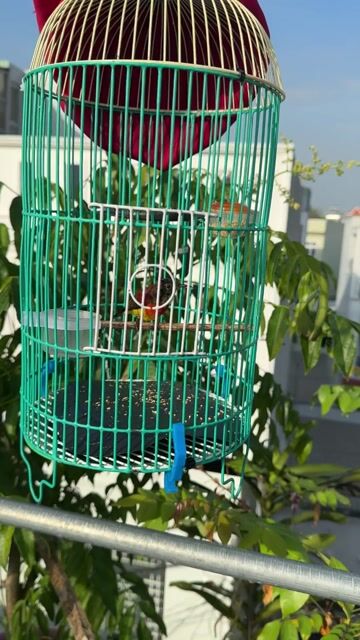 Chim chuyền Đà Lạt ngực lua thuần dạn. Mua bán Chim tại Quận 6 Tp Hồ Chí Minh được đăng bởi long hình 1