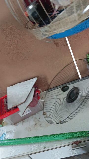 Chim cu Malai khỏe mạnh. Mua bán Chim tại Huyện Củ Chi Tp Hồ Chí Minh được đăng bởi phamtam hình 1