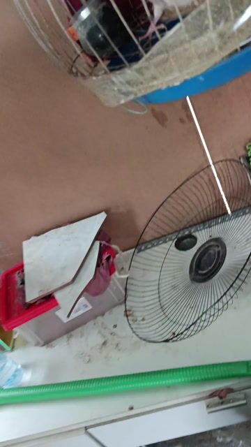 Chim cu Malai khỏe mạnh. Mua bán Chim tại Huyện Củ Chi Tp Hồ Chí Minh được đăng bởi phamtam hình 1