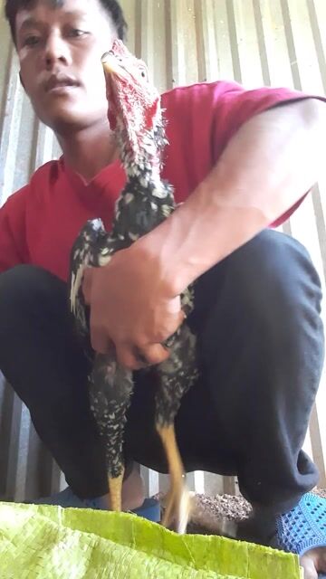 Gà Tía bông trống gà tơ. Mua bán Gà tại Thành phố Buôn Ma Thuột Đắk Lắk được đăng bởi phạm danh hình 1