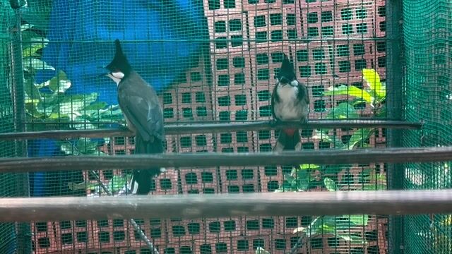 Chim chào mào đã ra bọng. Mua bán Chim tại Huyện Hóc Môn Tp Hồ Chí Minh được đăng bởi Hải hình 1