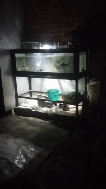 thanh lý cá ạ. Mua bán Thú cưng khác tại Quận Gò Vấp Tp Hồ Chí Minh được đăng bởi zeros hình 1
