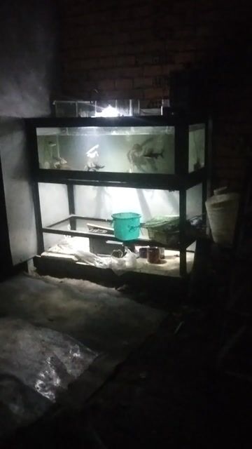 thanh lý cá ạ. Mua bán Thú cưng khác tại Quận Gò Vấp Tp Hồ Chí Minh được đăng bởi zeros hình 1