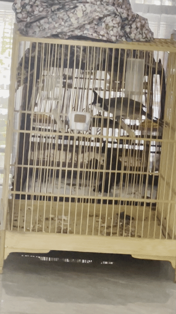 Chim chào mào mào lân tê. Mua bán Chim tại Huyện Hòa Vang Đà Nẵng được đăng bởi Chào Mào  hình 1