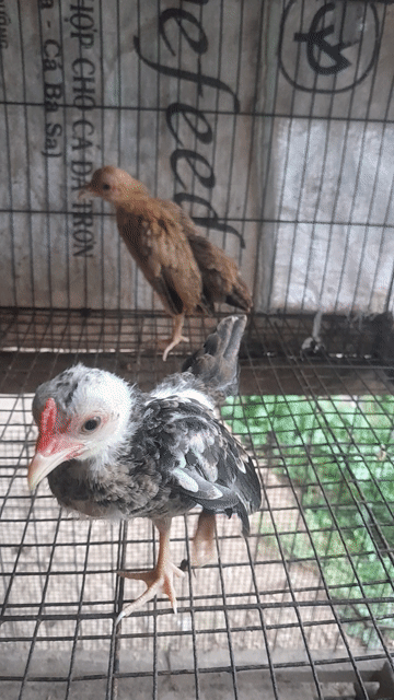 2 cập tre bắc . Mua bán Gà tại Huyện Thanh Bình Đồng Tháp được đăng bởi Đinh Vinh hình 1