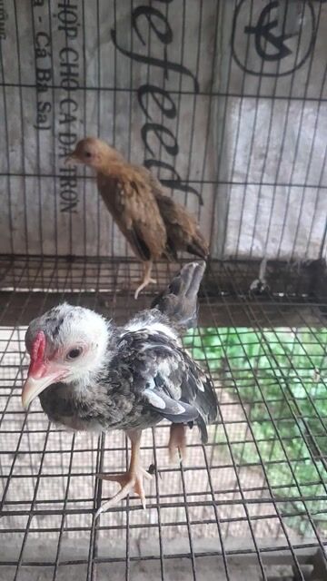 2 cập tre bắc . Mua bán Gà tại Huyện Thanh Bình Đồng Tháp được đăng bởi Đinh Vinh hình 1