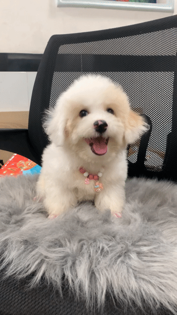 Trai xinh tiny siêu lùn mập ú. Mua bán Chó tại Quận Phú Nhuận Tp Hồ Chí Minh được đăng bởi PET SHOP NẮNG hình 1