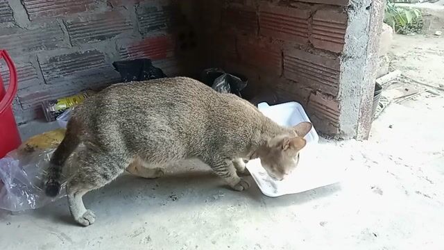 Mèo mướp cái có chửa. Mua bán Mèo tại Huyện Hàm Thuận Nam Bình Thuận được đăng bởi dfvdsg dfdgfdg hình 1