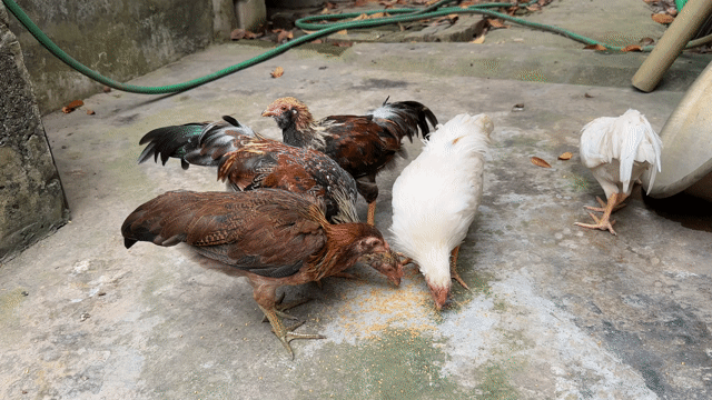 Gà tre đá cả trống và mái. Mua bán Gà tại Huyện Mỹ Đức Hà Nội được đăng bởi Nguyễn sỹ hiệp hình 1
