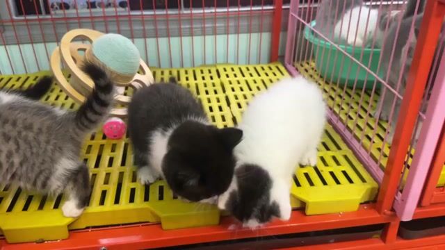 mèo anh lông ngắn. Mua bán Mèo tại Thành phố Vũng Tàu Bà Rịa - Vũng Tàu được đăng bởi nguyễn phương dung hình 1