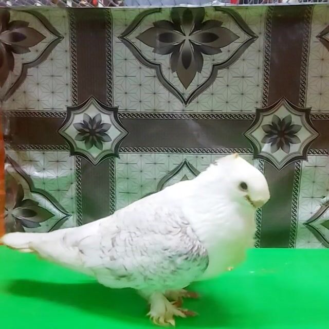 Bán bồ cầu Vải cá trống. Mua bán Chim tại Quận Bình Tân Tp Hồ Chí Minh được đăng bởi VINH  hình 1