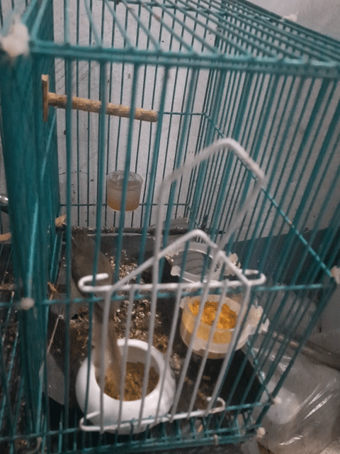 sâu lác. Mua bán Chim tại Thành phố Thủ Dầu Một Bình Dương được đăng bởi Hung hình 1