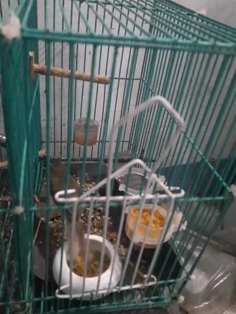 sâu lác. Mua bán Chim tại Thành phố Thủ Dầu Một Bình Dương được đăng bởi Hung hình 1