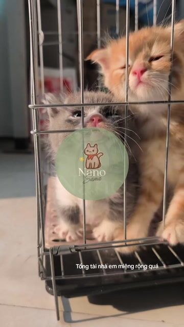 Mèo đực Bicolor chân ngắn 2 tháng. Mua bán Mèo tại Thành phố Vũng Tàu Bà Rịa - Vũng Tàu được đăng bởi Nano hình 1