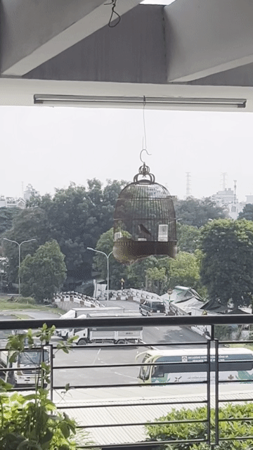 Sơn ca siêng mào bộ to đẹp. Mua bán Chim tại Quận Bình Tân Tp Hồ Chí Minh được đăng bởi Nguyễn Luân hình 1