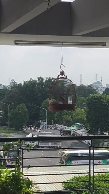 Sơn ca siêng mào bộ to đẹp. Mua bán Chim tại Quận Bình Tân Tp Hồ Chí Minh được đăng bởi Nguyễn Luân hình 1