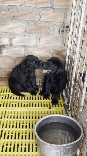 Chó Labrador đen thuần chủng tìm bát mới 🌿🌿🌿. Mua bán Chó tại Quận Bình Thạnh Tp Hồ Chí Minh được đăng bởi Huyền chip hình 1
