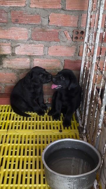 Chó Labrador đen thuần chủng tìm bát mới 🌿🌿🌿. Mua bán Chó tại Quận Bình Thạnh Tp Hồ Chí Minh được đăng bởi Huyền chip hình 1