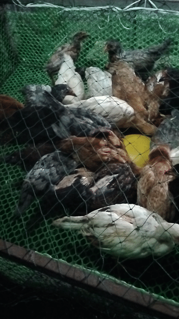 Gà Con 8 đến 9 lạng TO ĐẸP KHỎE. Mua bán Gà tại Thành phố Dĩ An Bình Dương được đăng bởi Vu Tho hình 1