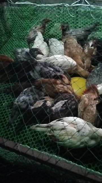 Gà Con 8 đến 9 lạng TO ĐẸP KHỎE. Mua bán Gà tại Thành phố Dĩ An Bình Dương được đăng bởi Vu Tho hình 1