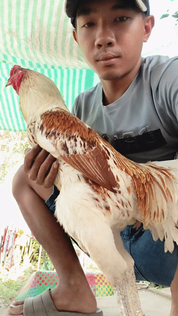 Gà đá Trắng Nâu Đực. Mua bán Gà tại Huyện Thoại Sơn An Giang được đăng bởi A Thât Tha hình 1