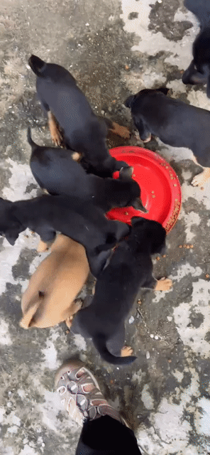 Chó cỏ cái con khỏe mạnh. Mua bán Chó tại Huyện Hóc Môn Tp Hồ Chí Minh được đăng bởi Mr Tân hình 1