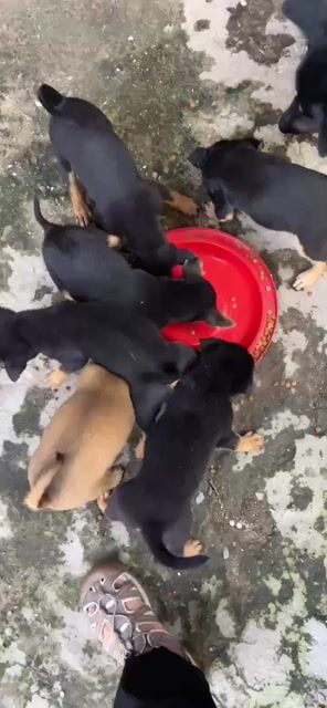 Chó cỏ cái con khỏe mạnh. Mua bán Chó tại Huyện Hóc Môn Tp Hồ Chí Minh được đăng bởi Mr Tân hình 1