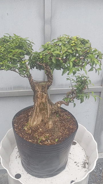 Mai Chiếu Thủy Cao 30cm gốc 26cm. Mua bán Cây cảnh, đồ trang trí tại Huyện Củ Chi Tp Hồ Chí Minh được đăng bởi Cây kiểng giá rẻ LT1 hình 1