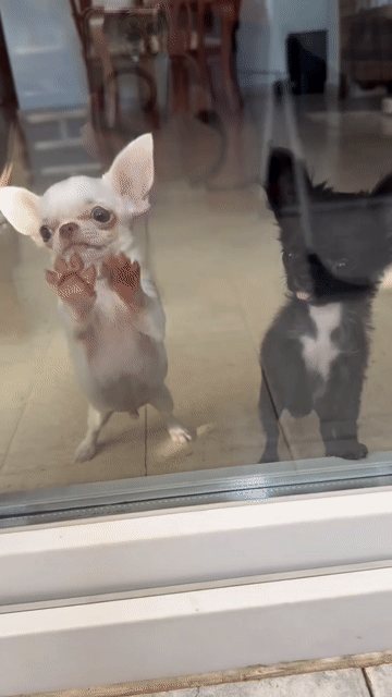 Chó Chihuahua- dòng nhỏ nhất TG. Mua bán Chó tại Thành phố Buôn Ma Thuột Đắk Lắk được đăng bởi Chaien Pet Shop hình 1