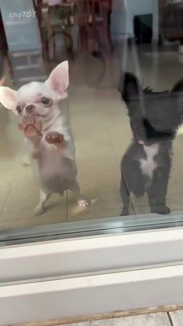 Chó Chihuahua- dòng nhỏ nhất TG. Mua bán Chó tại Thành phố Buôn Ma Thuột Đắk Lắk được đăng bởi Chaien Pet Shop hình 1