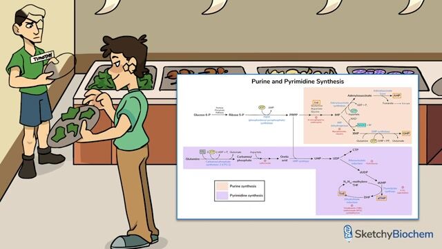 Vitamin B9 (Folate) - Free Sketchy Medical Lesson