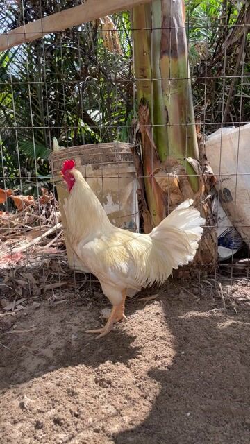 Gà chọi Trắng Đực 2.7kg. Mua bán Gà tại Huyện Mỹ Xuyên Sóc Trăng được đăng bởi Nguyễn Tấn Dương hình 1