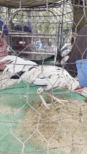 Gà bướm dâu trống Trắng 2.76kg. Mua bán Gà tại Huyện Bình Đại Bến Tre được đăng bởi dương ngọc hải hình 1