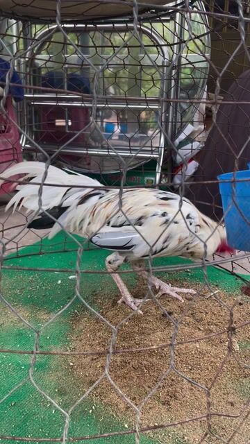 Gà bướm dâu trống Trắng 2.76kg. Mua bán Gà tại Huyện Bình Đại Bến Tre được đăng bởi dương ngọc hải hình 1