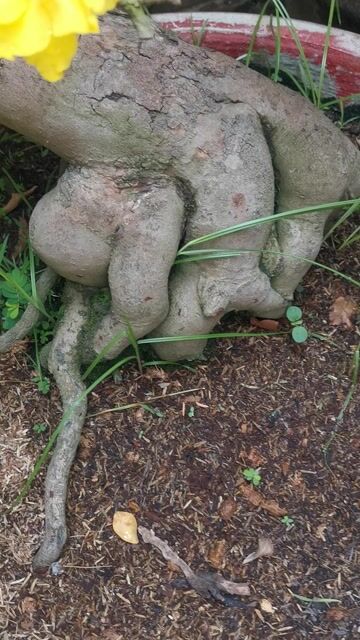 Mai vàng Bonsai Bình Lợi 18 cánh. Mua bán Cây cảnh, đồ trang trí tại Huyện Hóc Môn Tp Hồ Chí Minh được đăng bởi Tạ Thị Tươi hình 1