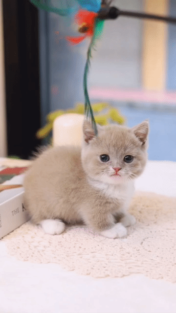 Mèo Munchkin Nâu trắng. Mua bán Mèo tại Thành phố Thủ Đức Tp Hồ Chí Minh được đăng bởi DƯƠNG MINH TRÍ VĨNH hình 1