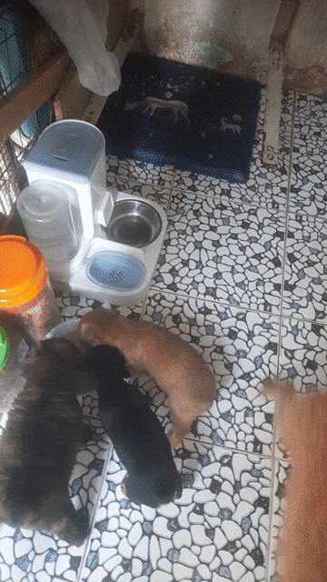 Chó Poodle lai Phốc đực cái 2 tháng. Mua bán Chó tại Thành phố Thủ Đức Tp Hồ Chí Minh được đăng bởi Vo van danh hình 1