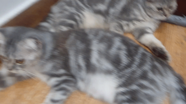 Mèo Scottish Fold Silver Tabby 6 tháng. Mua bán Mèo tại Quận Tân Bình Tp Hồ Chí Minh được đăng bởi Lê Hồng Thuyên hình 1
