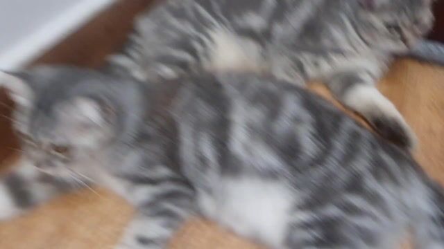 Mèo Scottish Fold Silver Tabby 6 tháng. Mua bán Mèo tại Quận Tân Bình Tp Hồ Chí Minh được đăng bởi Lê Hồng Thuyên hình 1