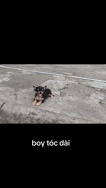 Chó Chihuahua đực. Mua bán Chó tại Quận 8 Tp Hồ Chí Minh được đăng bởi ZoZo House Chihuahua hình 1