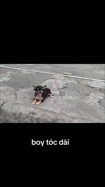 Chó Chihuahua đực. Mua bán Chó tại Quận 8 Tp Hồ Chí Minh được đăng bởi ZoZo House Chihuahua hình 1