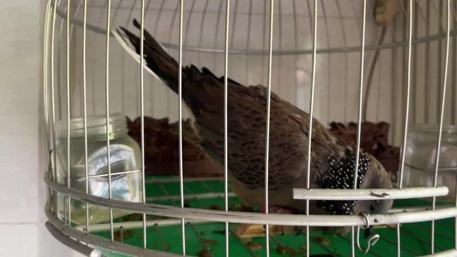 Chim Cu Khách Malai Thuần Người. Mua bán Chim tại Quận 10 Tp Hồ Chí Minh được đăng bởi Cu Gáy Thái  hình 1