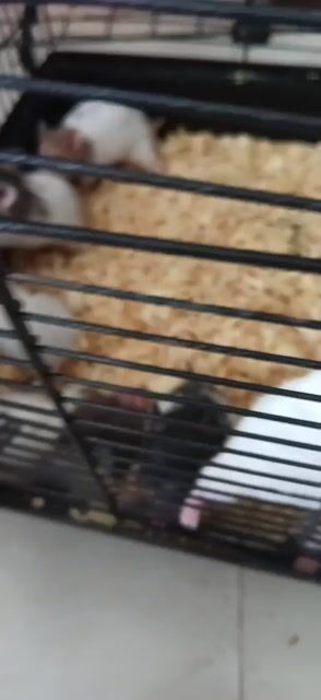 Chuột Hamster Bear 4-6 tuần tuổi. Mua bán Thú cưng khác tại Huyện Hóc Môn Tp Hồ Chí Minh được đăng bởi Văn phòng phẩm giá kho hình 1