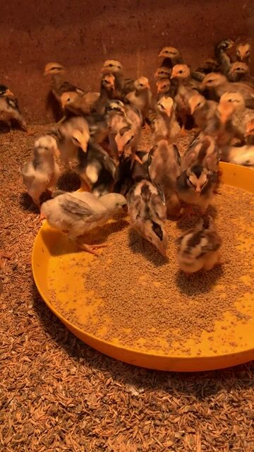 Gà chọi con 3 tuần tuổi. Mua bán Gà tại Thị xã Bến Cát Bình Dương được đăng bởi phú xuân hình 1